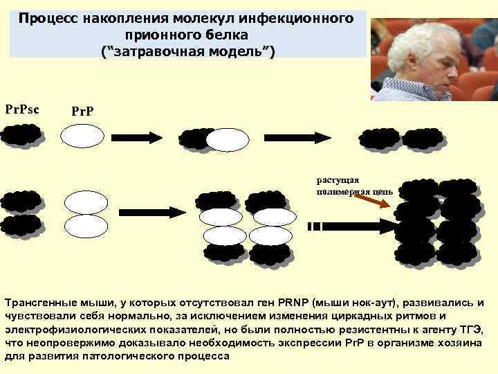 Процесс накопления молекул инфекционного прионного белка (“затравочная модель”) Pr. Psc Pr. P растущая полимерная