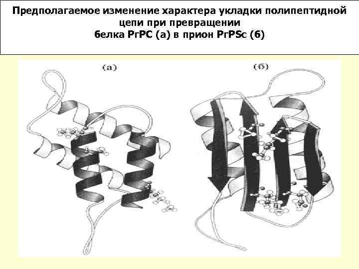 Предполагаемое изменение характера укладки полипептидной цепи превращении белка Рг. РC (а) в прион Рг.