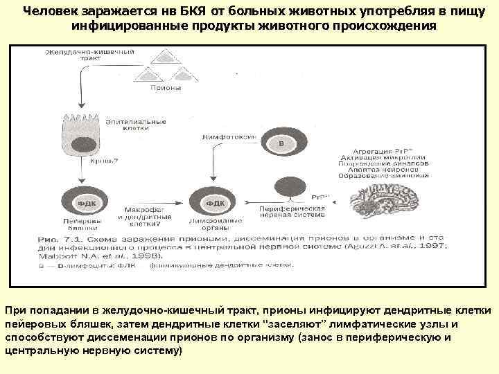 Человек заражается нв БКЯ от больных животных употребляя в пищу инфицированные продукты животного происхождения