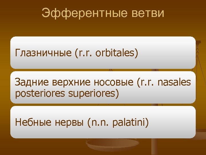 Эфферентные ветви Глазничные (r. r. orbitales) Задние верхние носовые (r. r. nasales posteriores superiores)