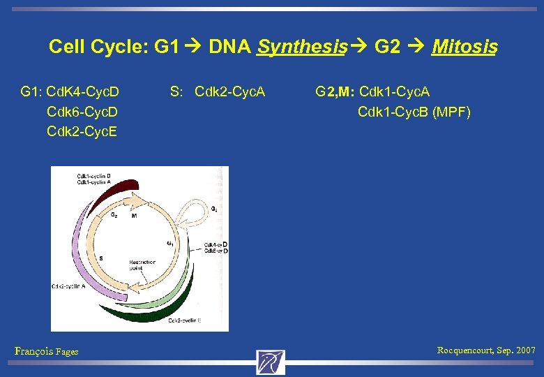 Cell Cycle: G 1 DNA Synthesis G 2 Mitosis G 1: Cd. K 4