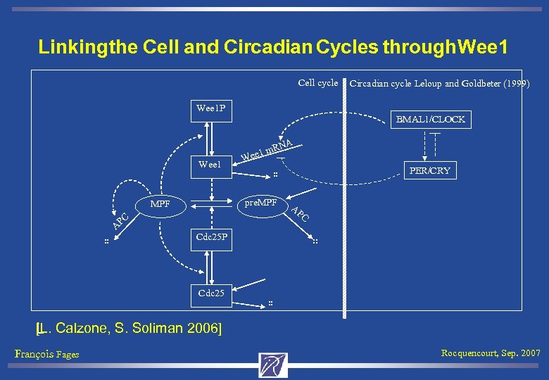 Linking the Cell and Circadian Cycles through Wee 1 Cell cycle Circadian cycle Leloup