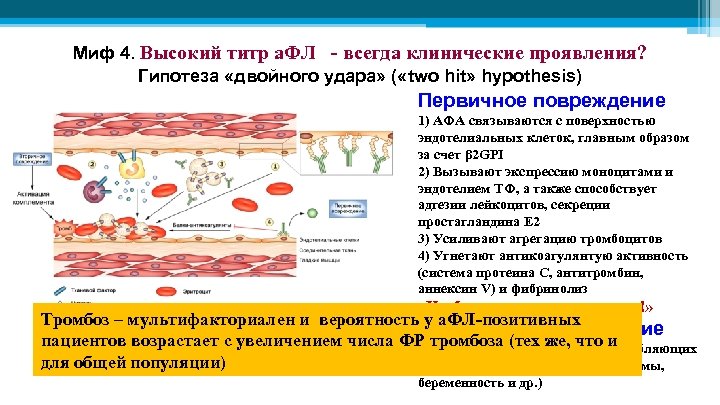 Миф 4. Высокий титр а. ФЛ - всегда клинические проявления? Гипотеза «двойного удара» (