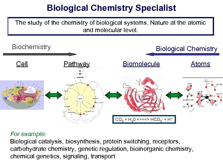 Biological Chemistry Specialist The study of the chemistry of biological systems. Nature at the