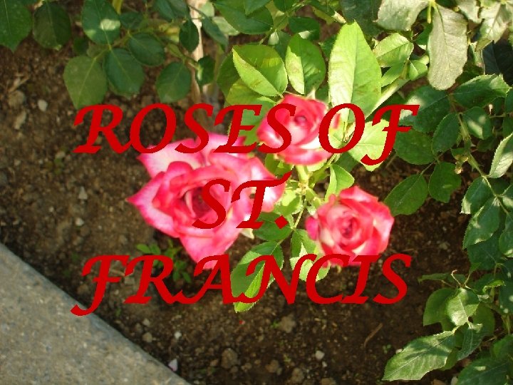 ROSES OF ST. FRANCIS ‘ 