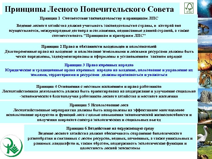 Лесов право. Принципы лесного законодательства. Принципы лесного хозяйства. Основные принципы лесного хозяйства. Лесной попечительский совет.