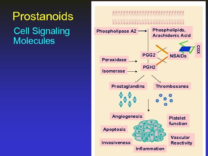 Prostanoids Phospholipids, Arachidonic Acid Phospholipase A 2 PGG 2 Peroxidase NSAIDs PGH 2 Isomerase