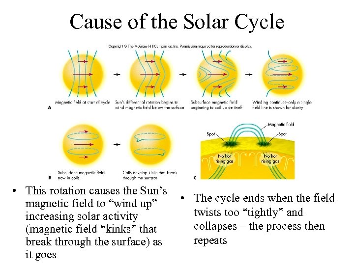 Cause of the Solar Cycle • This rotation causes the Sun’s magnetic field to