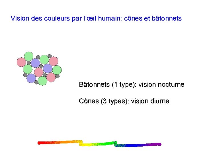 Vision des couleurs par l œil humain cônes et