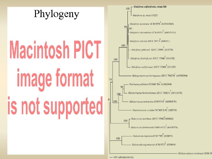 Phylogeny 
