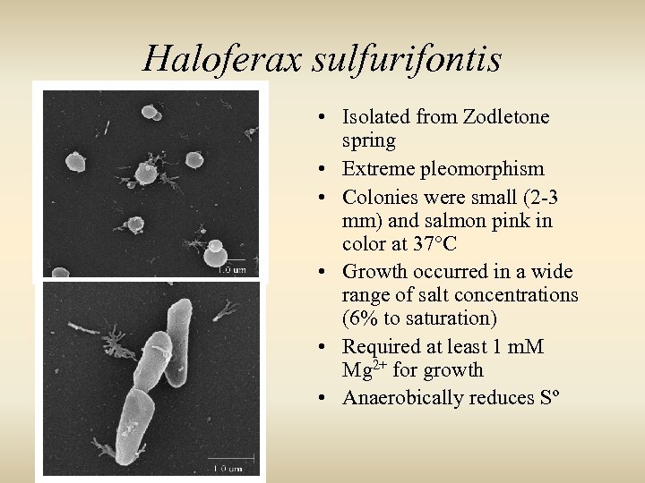 Haloferax sulfurifontis • Isolated from Zodletone spring • Extreme pleomorphism • Colonies were small