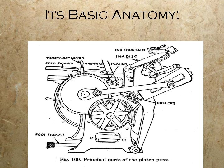 Its Basic Anatomy: 