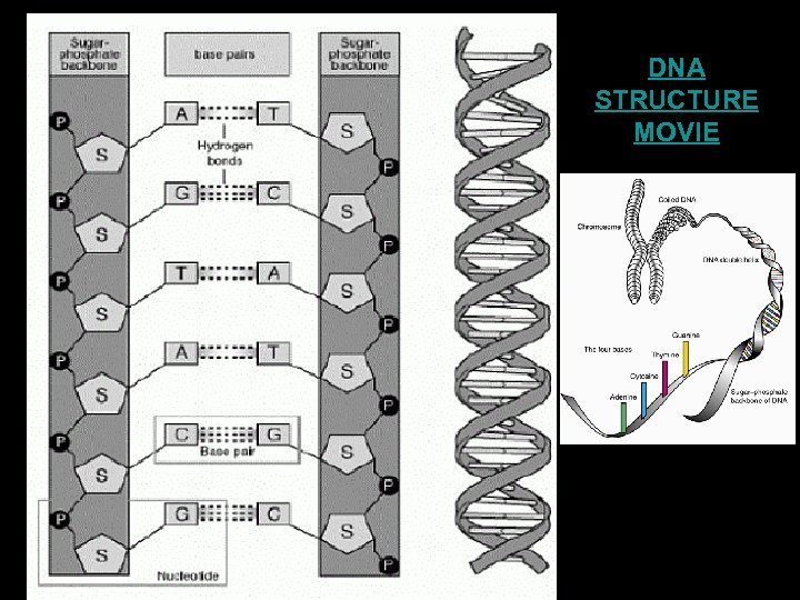 DNA STRUCTURE MOVIE 