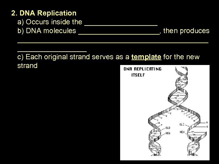 2. DNA Replication a) Occurs inside the _________ b) DNA molecules __________, then produces