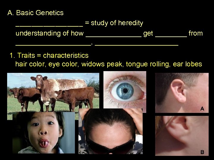 A. Basic Genetics _________ = study of heredity understanding of how _______ get ____