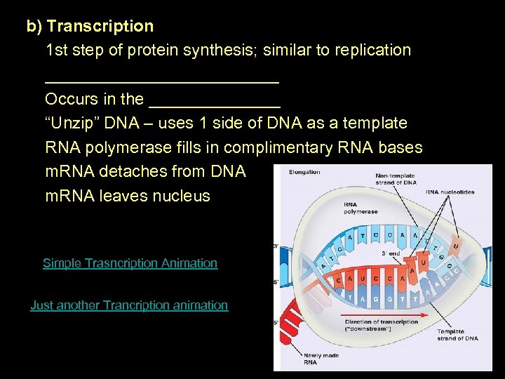 b) Transcription 1 st step of protein synthesis; similar to replication _____________ Occurs in