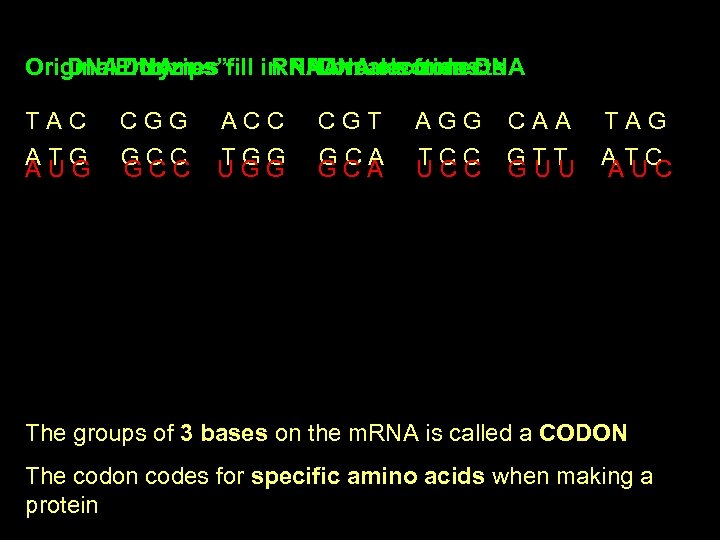 Original. Enzymes fill in RNA nucleotides DNA “Unzips” RNADNA reconnects breaks from DNA TAC