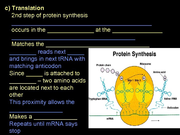 c) Translation 2 nd step of protein synthesis _____________________ occurs in the _______ at