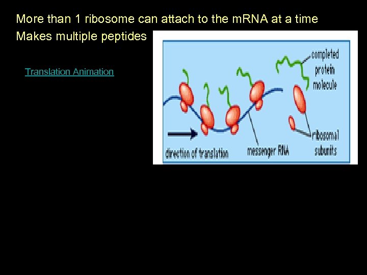More than 1 ribosome can attach to the m. RNA at a time Makes