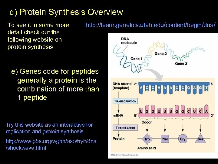 d) Protein Synthesis Overview To see it in some more detail check out the