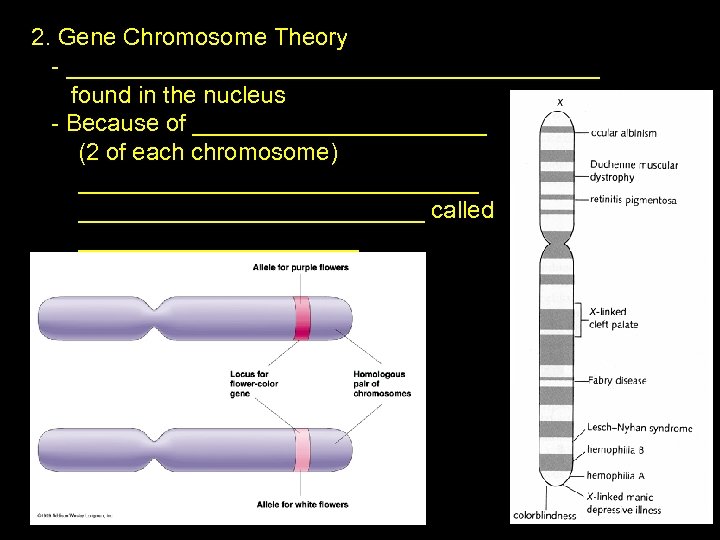 2. Gene Chromosome Theory - ____________________ found in the nucleus - Because of ___________