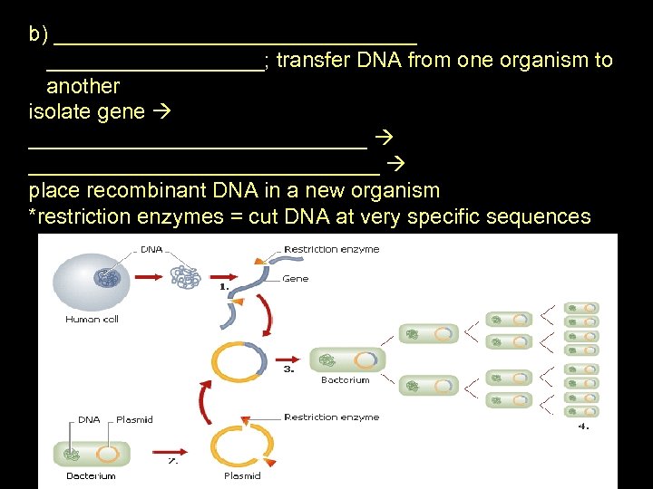 b) _______________; transfer DNA from one organism to another isolate gene _____________________________ place recombinant
