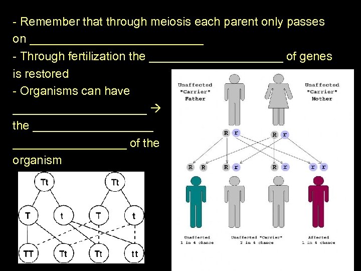 - Remember that through meiosis each parent only passes on _____________ - Through fertilization