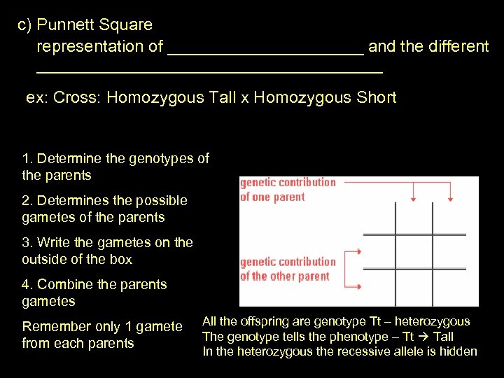 c) Punnett Square representation of ___________ and the different ___________________ ex: Cross: Homozygous Tall