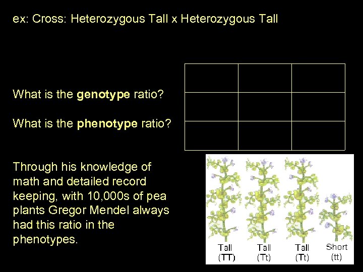ex: Cross: Heterozygous Tall x Heterozygous Tall What is the genotype ratio? What is