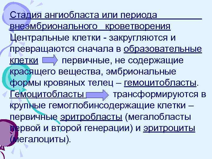 Стадия ангиобласта или периода внеэмбрионального кроветворения Центральные клетки - закругляются и превращаются сначала в