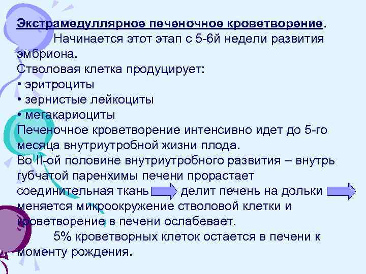 Экстрамедуллярное печеночное кроветворение. Начинается этот этап с 5 -6 й недели развития эмбриона. Стволовая