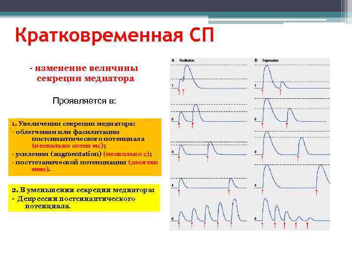 Кратковременная СП - изменение величины секреции медиатора Проявляется в: 1. Увеличении секреции медиатора: -