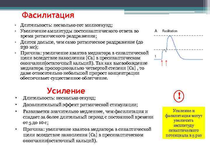 Фасилитация • Длительность: несколько сот милисекунд; • Увеличение амплитуды постсинаптического ответа во время ритмического