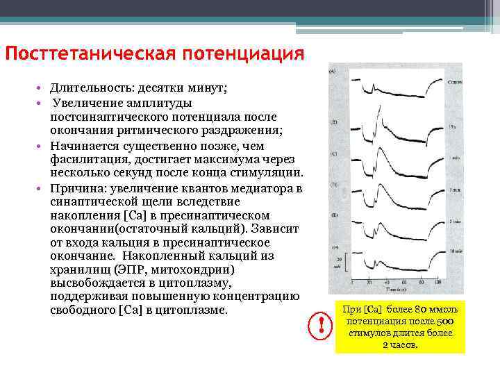 Посттетаническая потенциация • Длительность: десятки минут; • Увеличение амплитуды постсинаптического потенциала после окончания ритмического