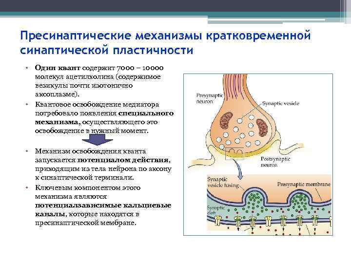 Пресинаптические механизмы кратковременной синаптической пластичности • Один квант содержит 7000 – 10000 молекул ацетилхолина