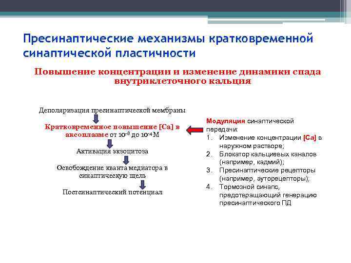 Пресинаптические механизмы кратковременной синаптической пластичности Повышение концентрации и изменение динамики спада внутриклеточного кальция Деполяризация