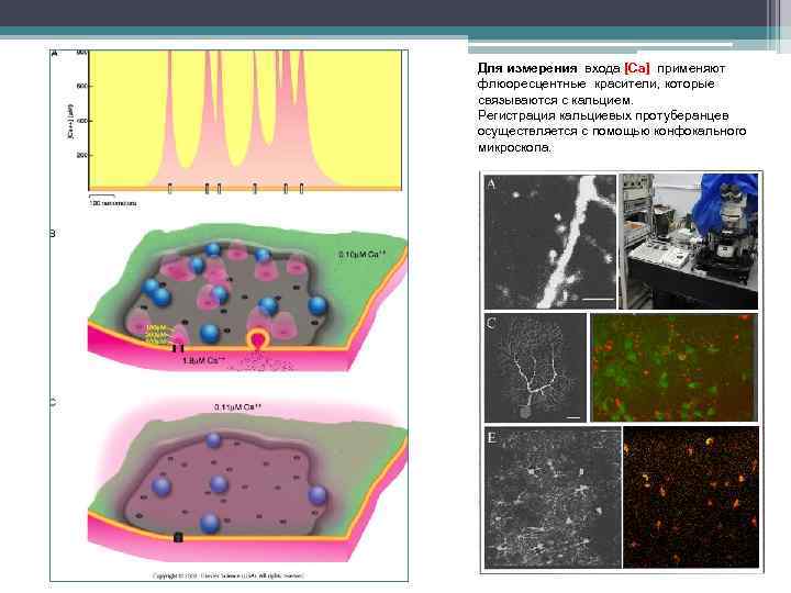 Для измерения входа [Ca] применяют флюоресцентные красители, которые связываются с кальцием. Регистрация кальциевых протуберанцев