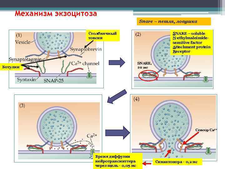 Механизм экзоцитоза Snare – петля, ловушка Столбнячный токсин SNARE – soluble N-ethylmaleimidesensitive factor Attechment