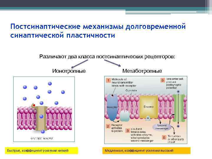 Постсинаптические механизмы долговременной синаптической пластичности Различают два класса постсинаптических рецепторов: Ионотропные Быстрые, коэффициент усиления