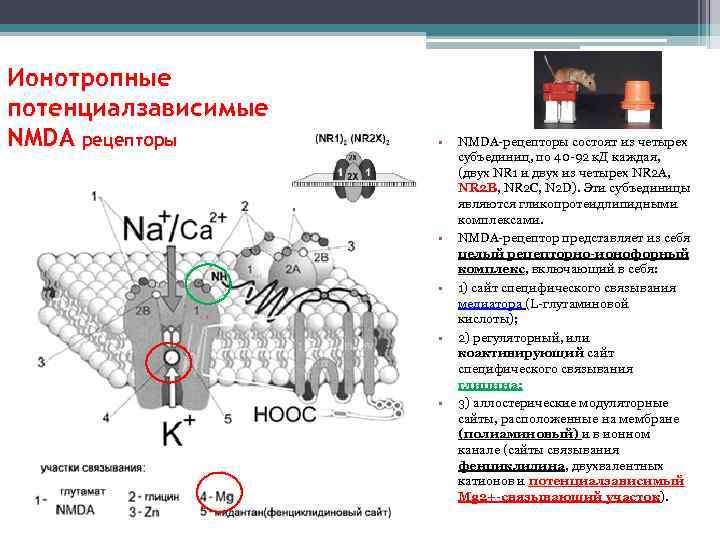 Ионотропные потенциалзависимые NMDA рецепторы • • • NMDA-рецепторы состоят из четырех субъединиц, по 40