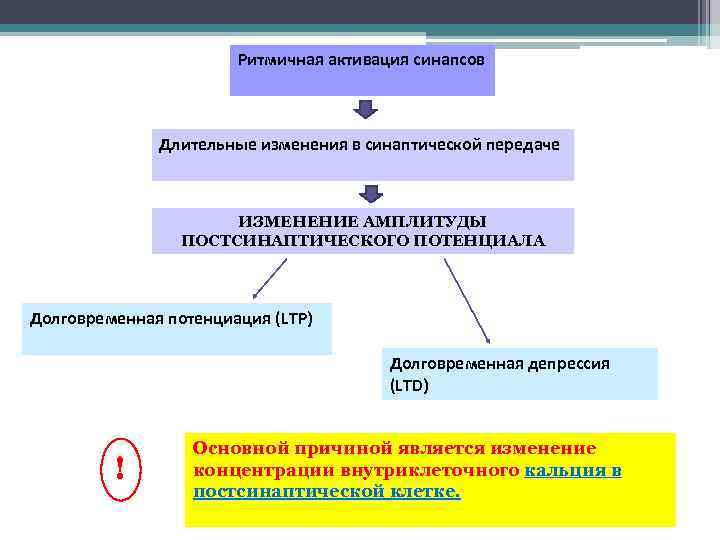 Ритмичная активация синапсов Длительные изменения в синаптической передаче ИЗМЕНЕНИЕ АМПЛИТУДЫ ПОСТСИНАПТИЧЕСКОГО ПОТЕНЦИАЛА Долговременная потенциация