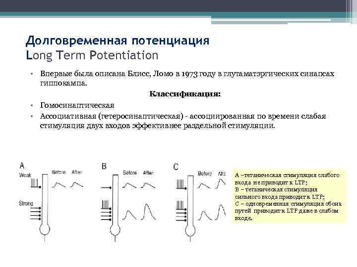 Долговременная потенциация Long Term Potentiation • Впервые была описана Блисс, Ломо в 1973 году