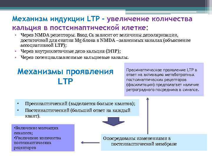 Механизм индукции LTP - увеличение количества кальция в постсинаптической клетке: • Через NMDA рецепторы.