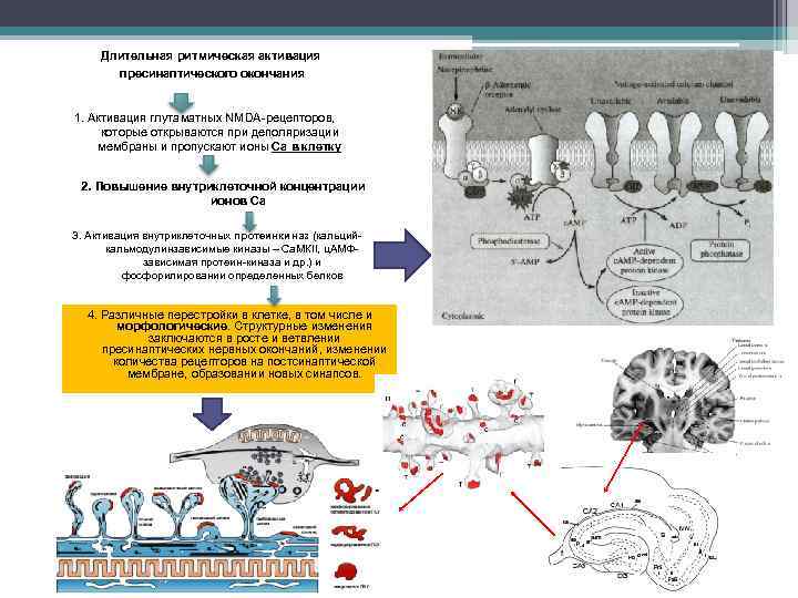 Длительная ритмическая активация пресинаптического окончания 1. Активация глутаматных NMDA-рецепторов, которые открываются при деполяризации мембраны