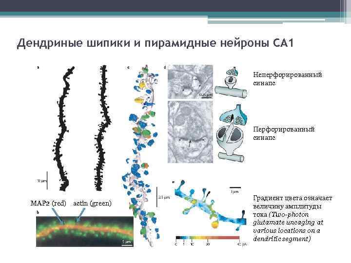 Дендриные шипики и пирамидные нейроны СА 1 Неперфорированный синапс Перфорированный синапс МАР 2 (red)