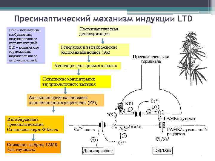 Пресинаптический механизм индукции LTD Постсинаптическая деполяризация DSE – подавление возбуждения, индуцированное деполяризацией DSI –