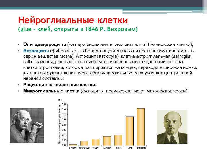 Нейроглиальные клетки (glue – клей, открыты в 1846 Р. Вихровым) • Олигодендроциты (на периферии