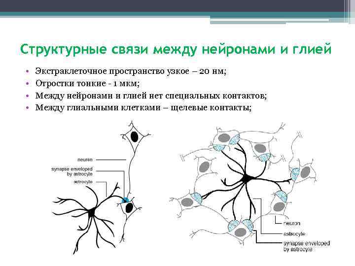Структурные связи между нейронами и глией • • Экстраклеточное пространство узкое – 20 нм;