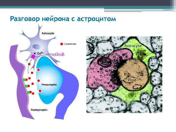 Разговор нейрона с астроцитом m. Glu. R 