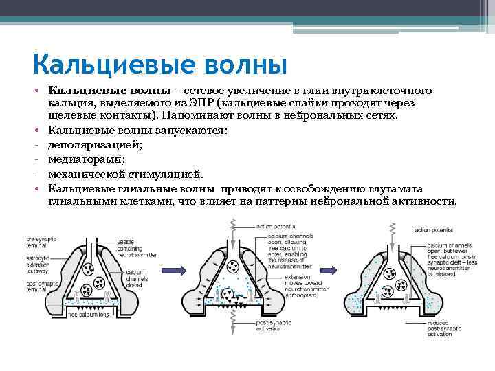 Кальциевые волны • Кальциевые волны – сетевое увеличение в глии внутриклеточного кальция, выделяемого из